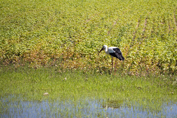 Stork looking for food on the green field in the summer, white bird
