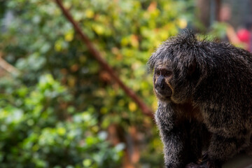 Detalle de un mono tamarino en la selva