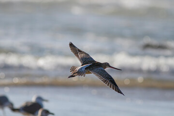Backlit sandpiper in flight