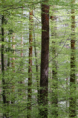 Obraz premium Geres green woods during spring