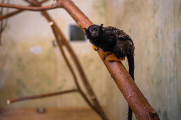 Monkeys in Zajezd Zoo located near Prague without people in winter time, Czech republic