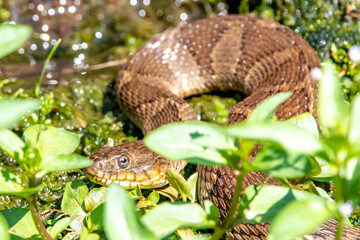 Northern Watersnake