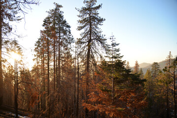 Sunset view in the forest in Sequoia National park, California, USA