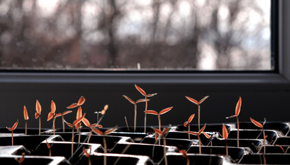 Red sprouted peppers. Plastic plant tray. Window. Home cultivation.