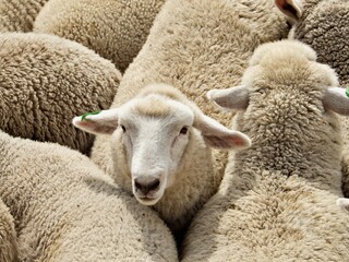 Schafe auf Tiertransport