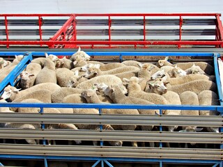 Schafe auf Tiertransport