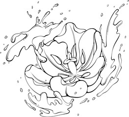 Tulip flower with water or paint splash. Vector illustrations in hand drawn sketch doodle style. Line art botanical plant isolated on white. Close up blooming flower. Liquid drops