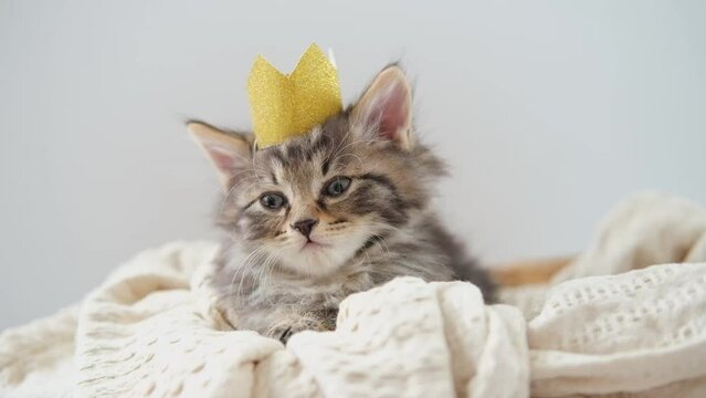 Portrait of funny little striped fluffy cute kitten in on a blanket wearing a gold crown on white background with sad face. important person