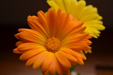 orange gerber daisy
