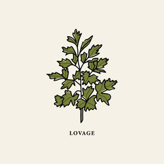 Line art lovage branch drawing	
