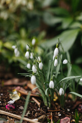 snowdrop - early spring flower