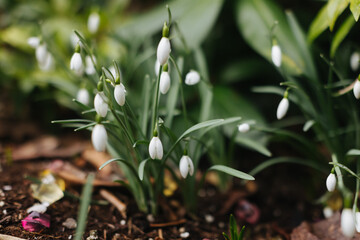 snowdrop - early spring flower