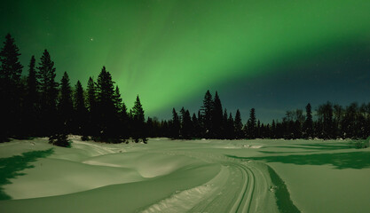 Aurora light up the sky with green colors above a snowy forest scene with a cross-country ski trail...