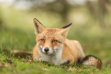 Fototapeta na wymiar Close up of a beautiful cute fox with open eyes lying down in the grass