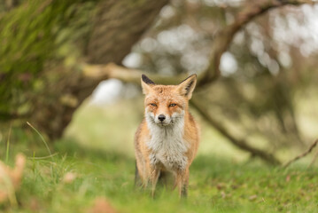 Close-up of a beautiful cute fox standing in the grass during autumn in the Netherlands, Amsterdamse waterleidingduinen.