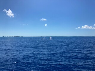 boat on the sea with whales