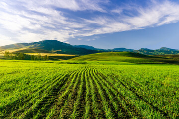 Fototapeta na wymiar Scenic view at beautiful spring day in a green shiny field with rows of young salad growing sprouts , deep blue cloudy sky on a background , summer valley landscape