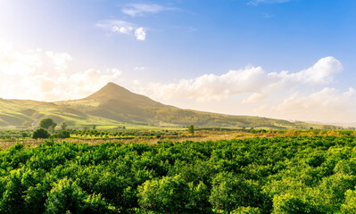 Fototapeta na wymiar landscape of green spring friut garden with mountains and hills on background , orange plantation growing outdoor