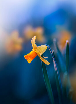 Close up of a single yellow daffodil flower against vivid blue dreamy background with out of focus flowers, light and bokeh balls
