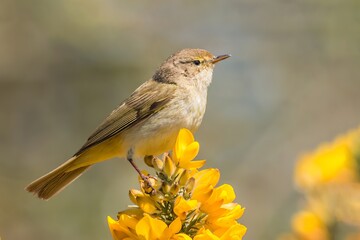 Chiffchaff /Phylloscopus collybita