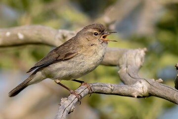 Chiffchaff /Phylloscopus collybita