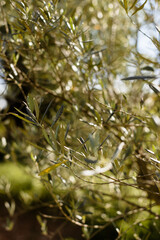 Gros plan sur les branches de l'olivier