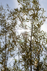 Le soleil passant dans les branches de l'olivier