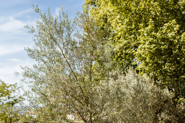L'olivier et l'autre arbre du jardin