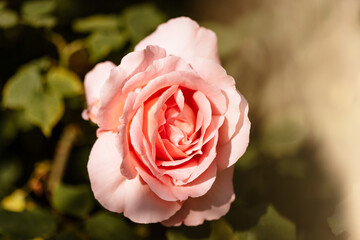 Gros plan sur une rose du jardin