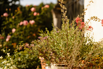Les pots de fleurs dans le jardin de la maison
