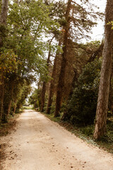 Obraz premium Chemin de terre dans la forêt