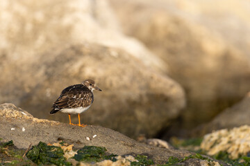 Turnstones (Arenaria interpres) in action: the life of these coastal birds.