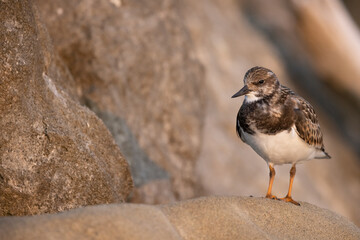 Turnstones (Arenaria interpres) in action: the life of these coastal birds.