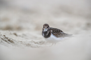 Turnstones (Arenaria interpres) in action: the life of these coastal birds.