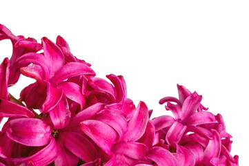 Macro pink hyacinth flowers in a pot, isolation on transparent background. Png file. Flowers, nature. The concept of love.