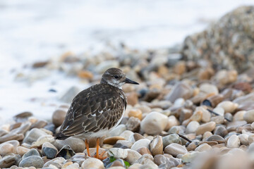 Turnstones (Arenaria interpres) in action: the life of these coastal birds.