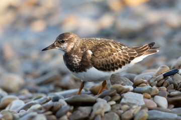 Turnstones (Arenaria interpres) in action: the life of these coastal birds.
