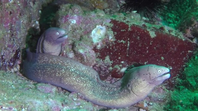 Two moray eels close-up underwater is simply stunning. Underwater world of sea is fascinating and beautiful place full of life and wonders.