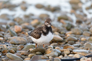 Turnstones (Arenaria interpres) in action: the life of these coastal birds.
