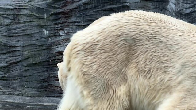 Macro shot of two polar bears hugging. 4K