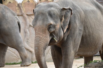 Naklejka premium Großaufnahme eines Elefanten in einem alten und engen Zoogehege. Der Elefant hat einen großen und langen Rüssel und weiße Stoßzähne. 