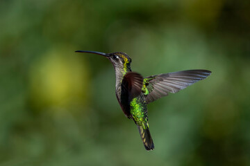 Fiery-throated hummingbird flapping its wings