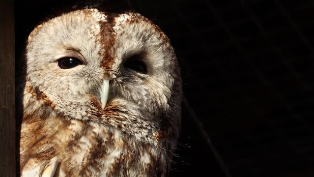 Close-up of a sleepy tawny owl