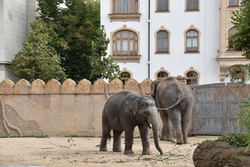 Großaufnahme eines Elefanten in einem alten und engen Zoogehege. Der Elefant hat einen großen und...