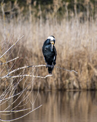 Un cormoran perché au-dessus d'un étang avec sa parure nuptiale