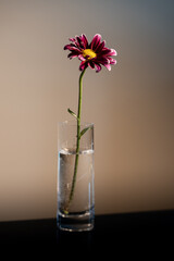 fascia flower in a glass