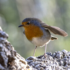 Un rouge gorge perché au printemps
