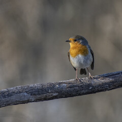 Un rouge gorge perché au printemps