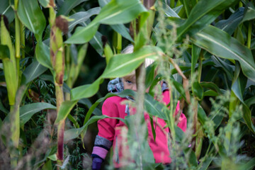 A little girl and a wild autumn cornfield