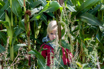 A little girl and a wild autumn cornfield